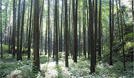 河間景和田園綜合體發(fā)展規(guī)劃