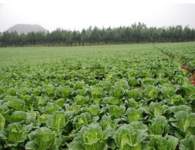 蔬菜產(chǎn)業(yè)規(guī)劃