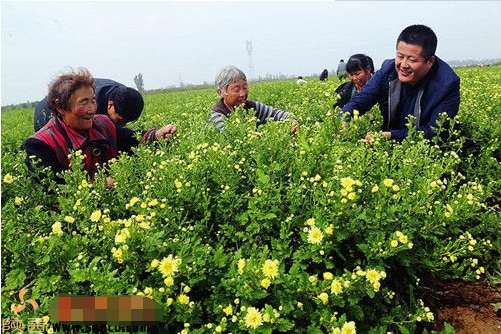 田園綜合體景觀美學(xué)研究,田園綜合體景觀美學(xué)案例