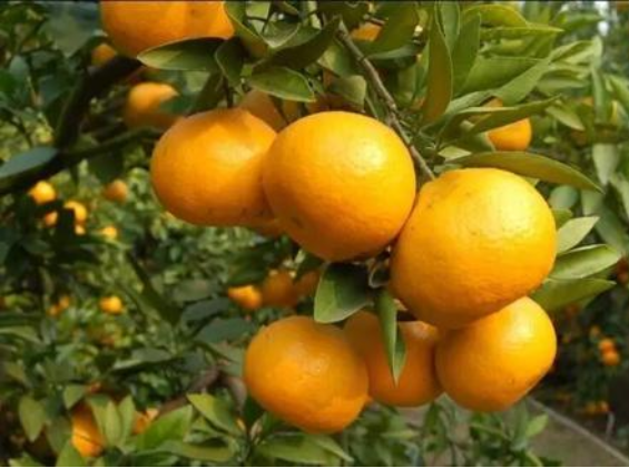 石門縣南橘北茶特色產(chǎn)業(yè)調(diào)查,石門縣南橘北茶特色產(chǎn)業(yè)發(fā)展規(guī)劃