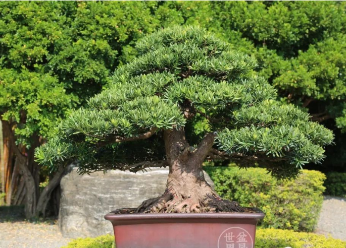 海南盆景園藝大觀園田園綜合體設(shè)計(jì)規(guī)劃