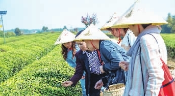 岳陽市把黃茶作為全市茶葉產(chǎn)業(yè)發(fā)展的主攻方向