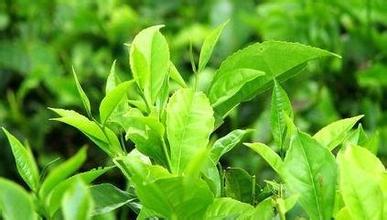 山東省綠茶文化創(chuàng)意產(chǎn)業(yè)開發(fā)的良好機遇與構(gòu)想研究