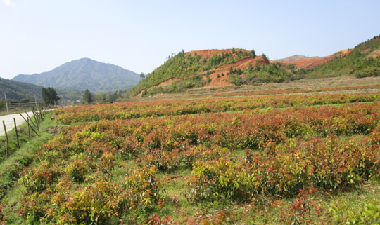 江西寧都將休閑農(nóng)業(yè)作為旅游和農(nóng)業(yè)轉(zhuǎn)型升級(jí)的重要方向