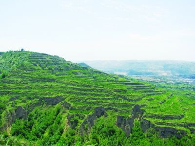 鼓勵引導貧困農民利用當地生態資源大力發展林業特色產業
