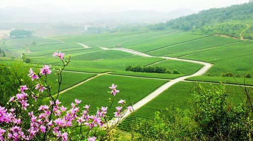 “田園綜合體”是與“鄉(xiāng)村旅游產(chǎn)業(yè)”相輔相成的存在