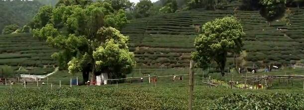 中國茶產業大有可為