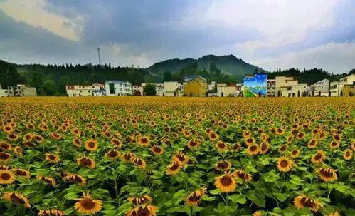 中國鄉村休閑旅游九大新業態，多個成功案例剖析解讀