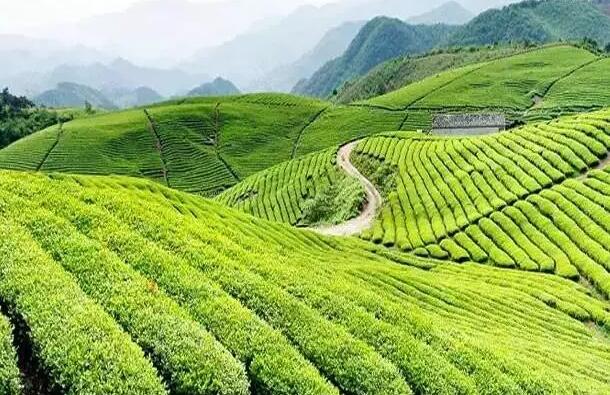如何打造有品質(zhì)，生命力旺盛的茶產(chǎn)業(yè)為主的田園綜合體？