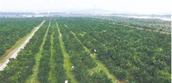 江門市目前正在加緊制定《關于推進鄉村振興戰略的實施意見》