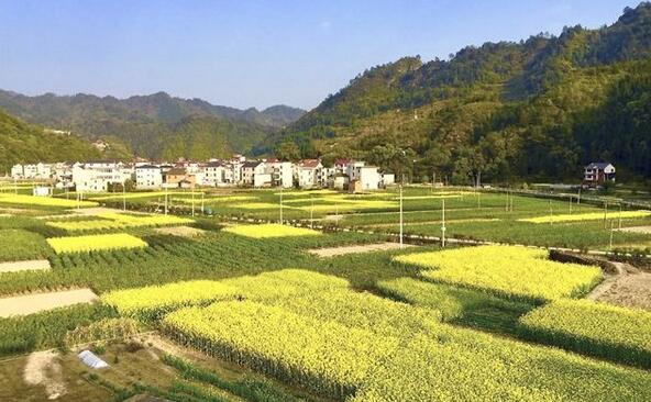 重慶奉節縣將重點打造打造29個鄉村振興示范點