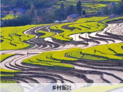 清遠英德市打造鄉(xiāng)村振興樣板：發(fā)展高質(zhì)量農(nóng)業(yè)，推動“產(chǎn)業(yè)興旺”