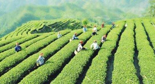 解讀鎮(zhèn)江市《關(guān)于加快推動茶產(chǎn)業(yè)高質(zhì)量發(fā)展的意見》