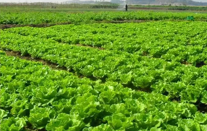 河南省設施蔬菜產業規劃,設施蔬菜產業發展規劃 河南省設施蔬菜產業規劃,設施蔬菜產業發展規劃