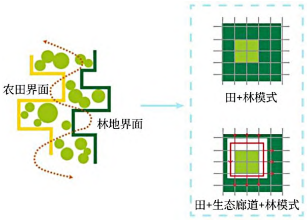 農(nóng)田林地整合田林生態(tài)廊道一體模式 農(nóng)田林地整合田林生態(tài)廊道一體模式
