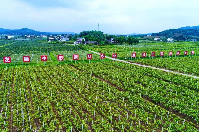 四川財政加力支持現代農業園區建設 打造新時代更高水平“天府糧倉” 四川財政加力支持現代農業園區建設 打造新時代更高水平“天府糧倉”