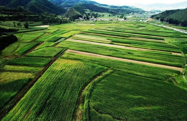 張家川縣:發(fā)展現(xiàn)代飼草產(chǎn)業(yè) 助推鄉(xiāng)村產(chǎn)業(yè)振興 張家川縣:發(fā)展現(xiàn)代飼草產(chǎn)業(yè) 助推鄉(xiāng)村產(chǎn)業(yè)振興